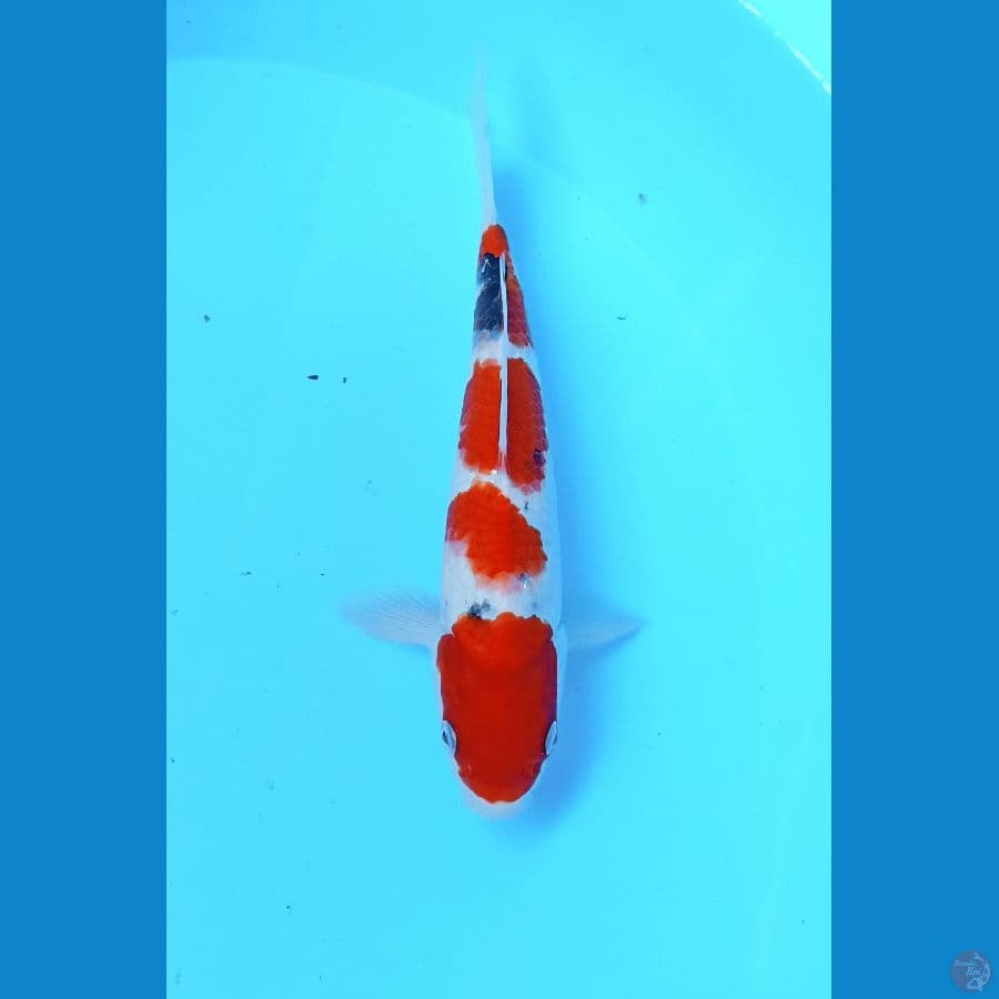 Sanke 23cm