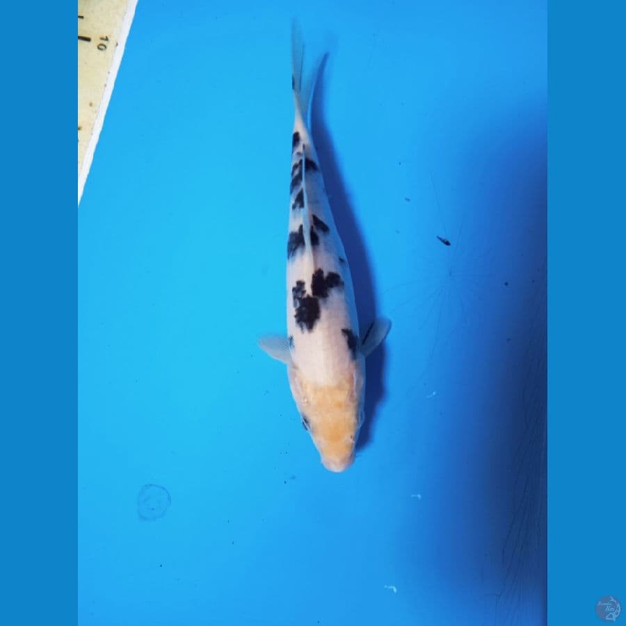 READY SHOW PASURUAN FREE KEEPING || 19CM
