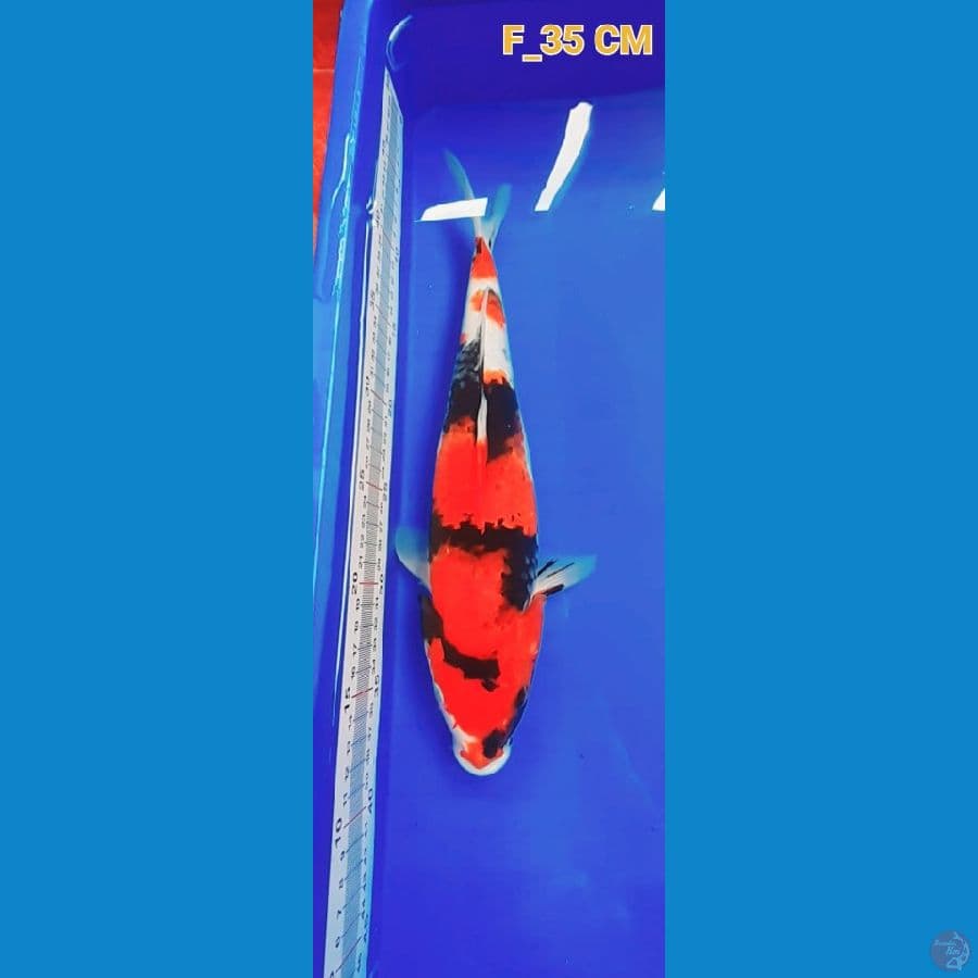 Showa F_35cm
