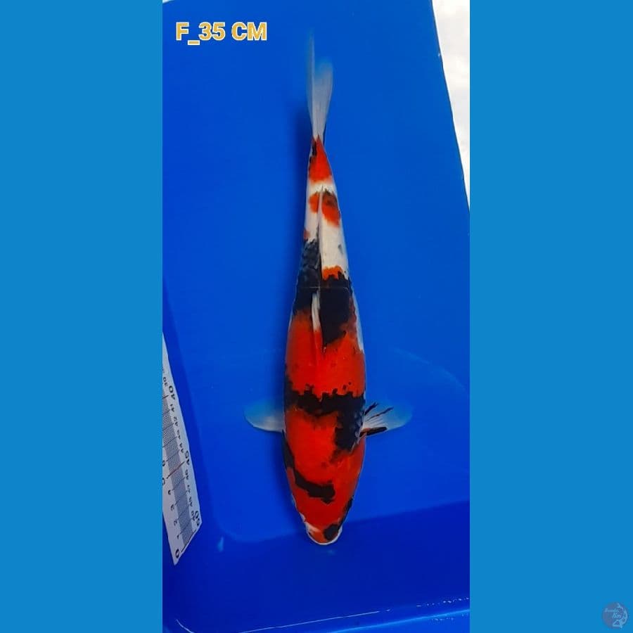 Showa F_35CM