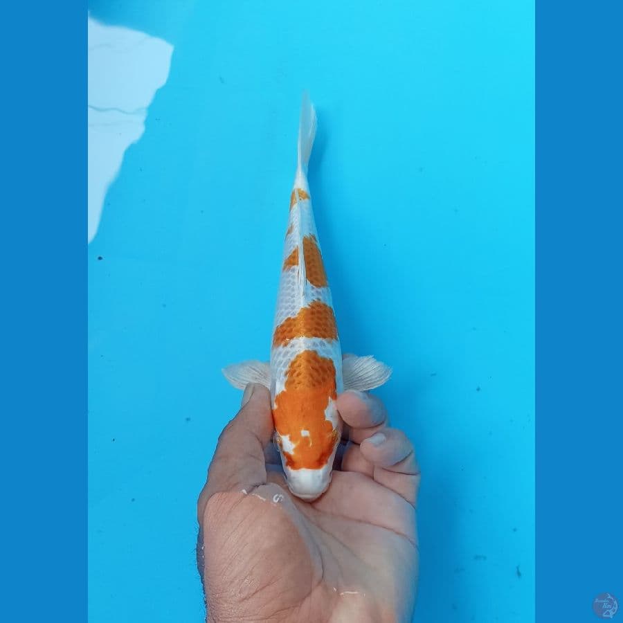 Hariwake 23cm