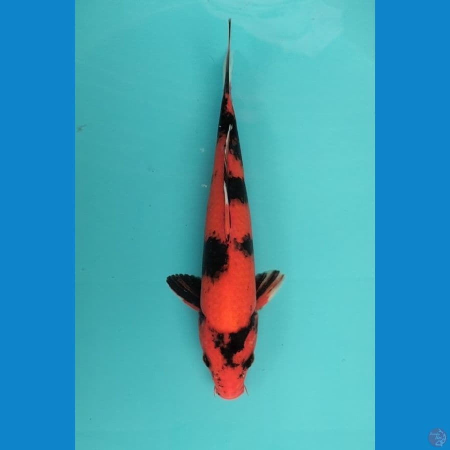 Hiutsuri 30cm M