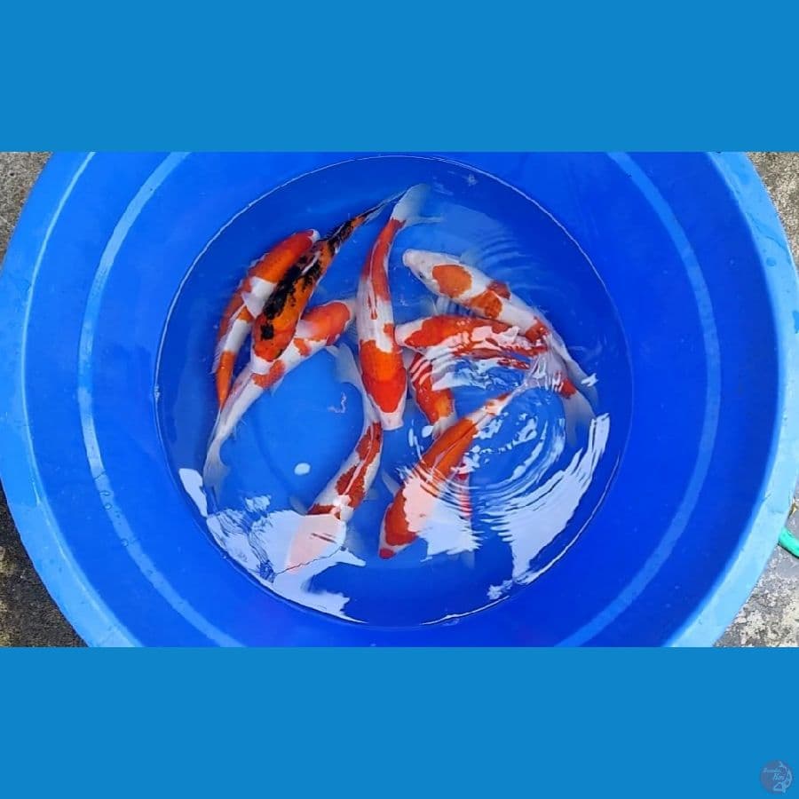paket kohaku jumbo murmer