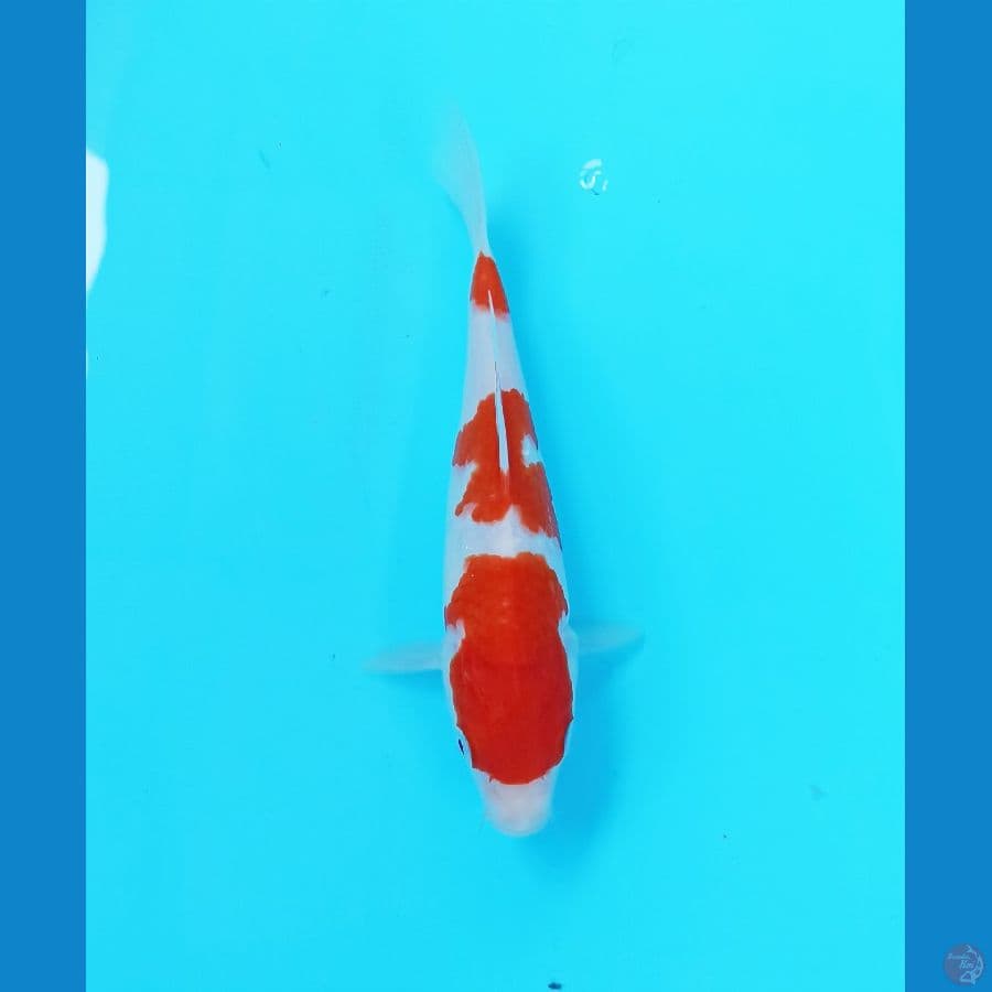 Kohaku 19cm
