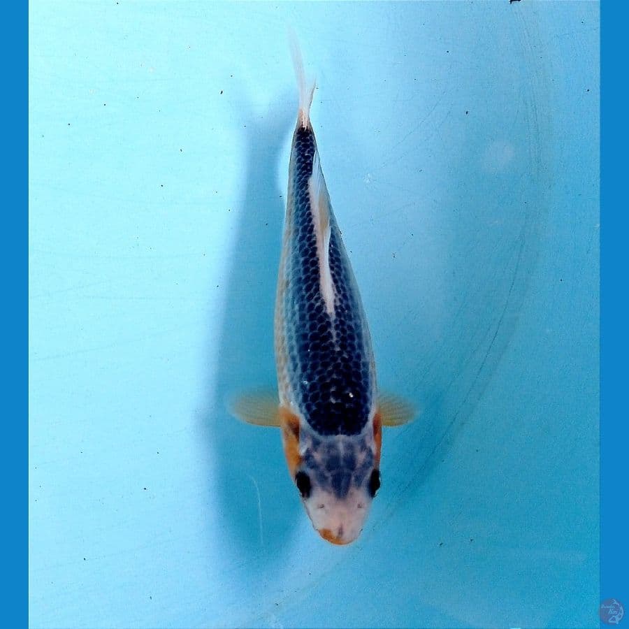 asagi 13 cm