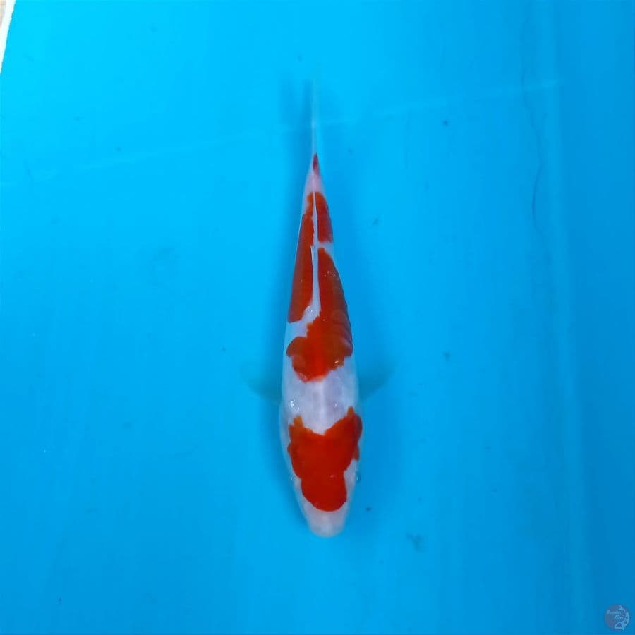 kohaku doitsu, 16 cm