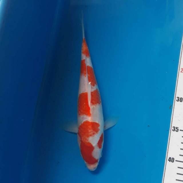 KOHAKU ABSTRAK