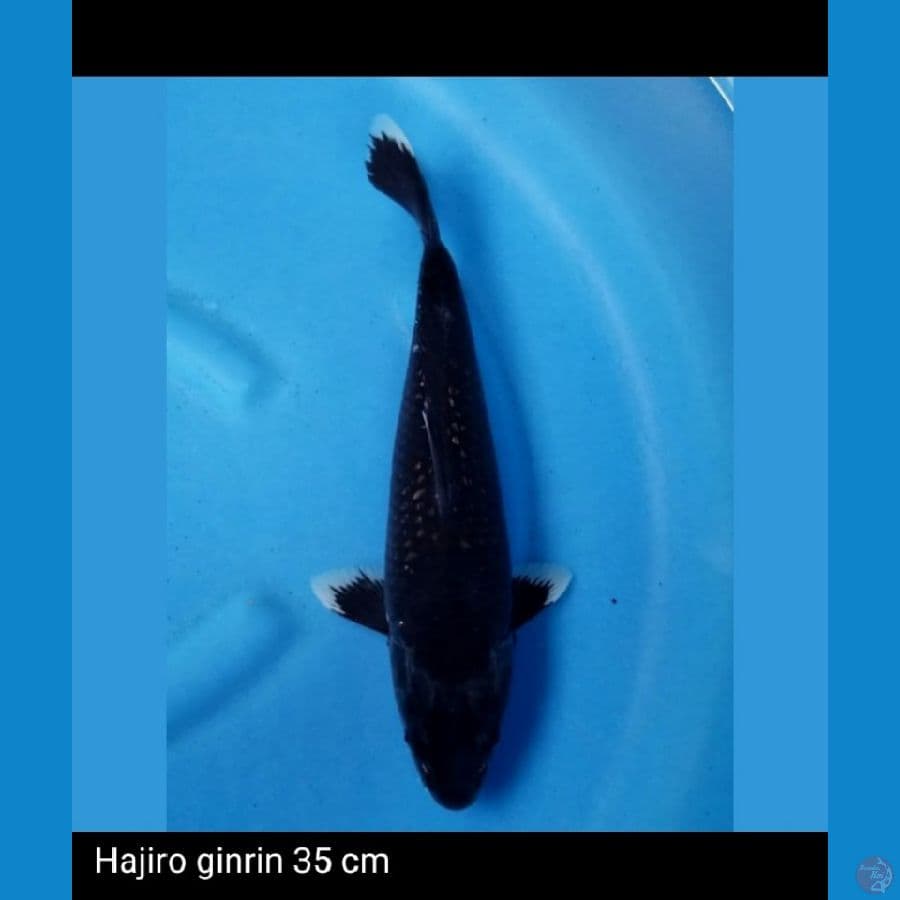Hajiro Ginrin 35 cm