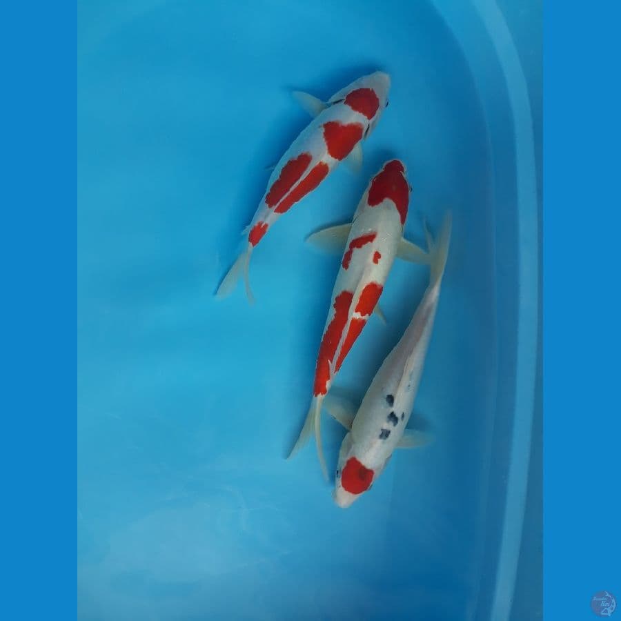 paket kohaku