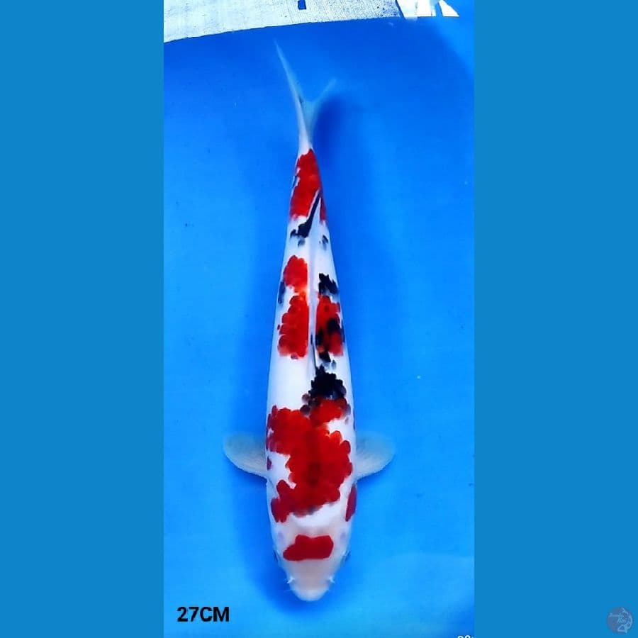 Sanke Koromo 27CM