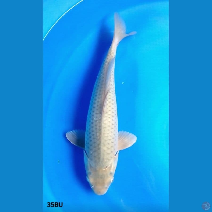 Soragoi 35BU