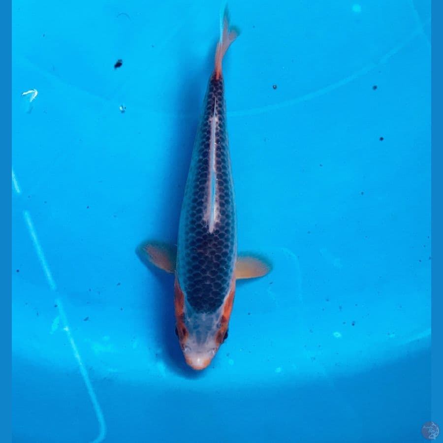 asagi SQ 14cm
