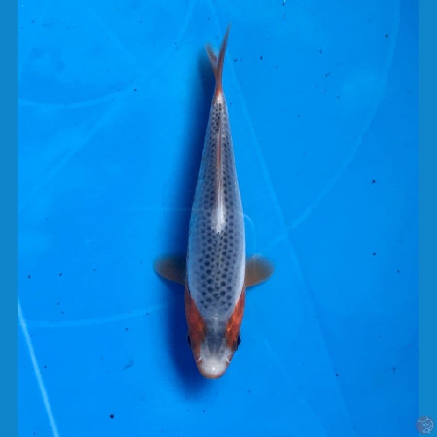 asagi SQ 14cm
