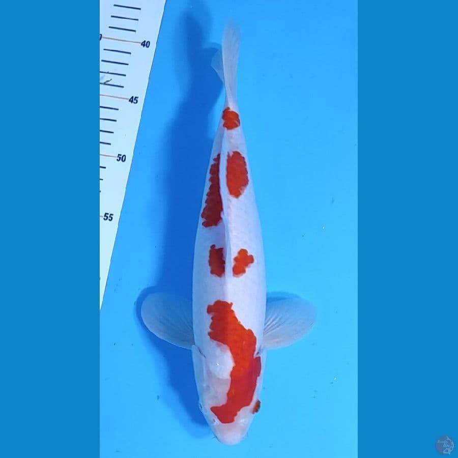 KOHAKU HQ SIMPLE PATREN ~32cm/Male~