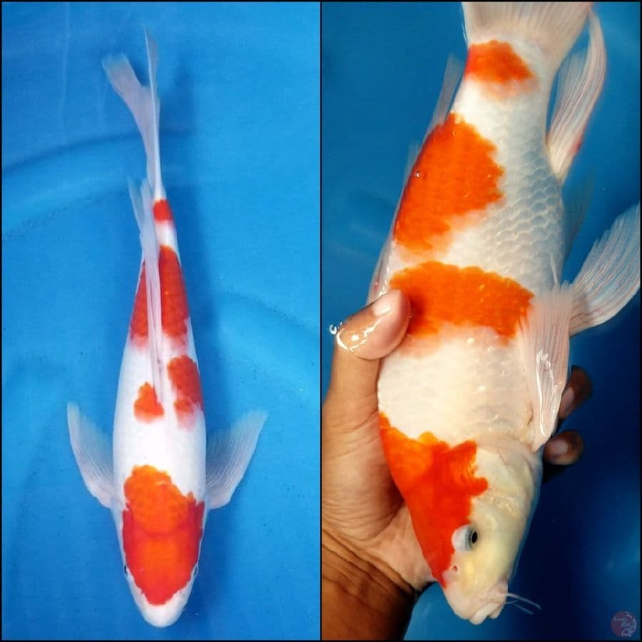 KOHAKU 35 CM MALE