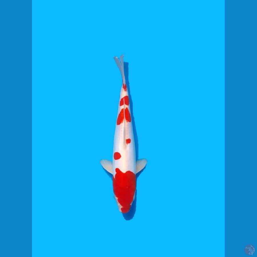 original Kohaku Doitsu