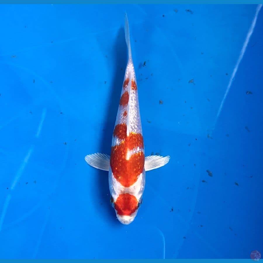 sakura ogon ginrin 12cm