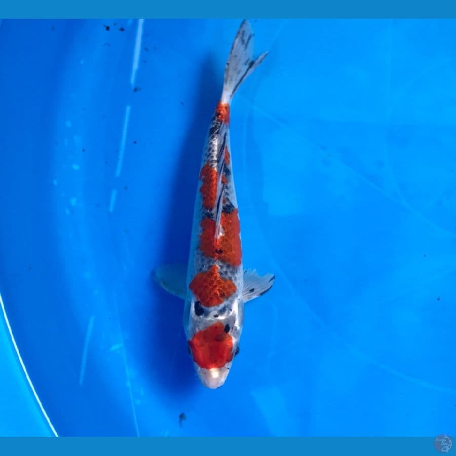 goshiki sanke 19cm