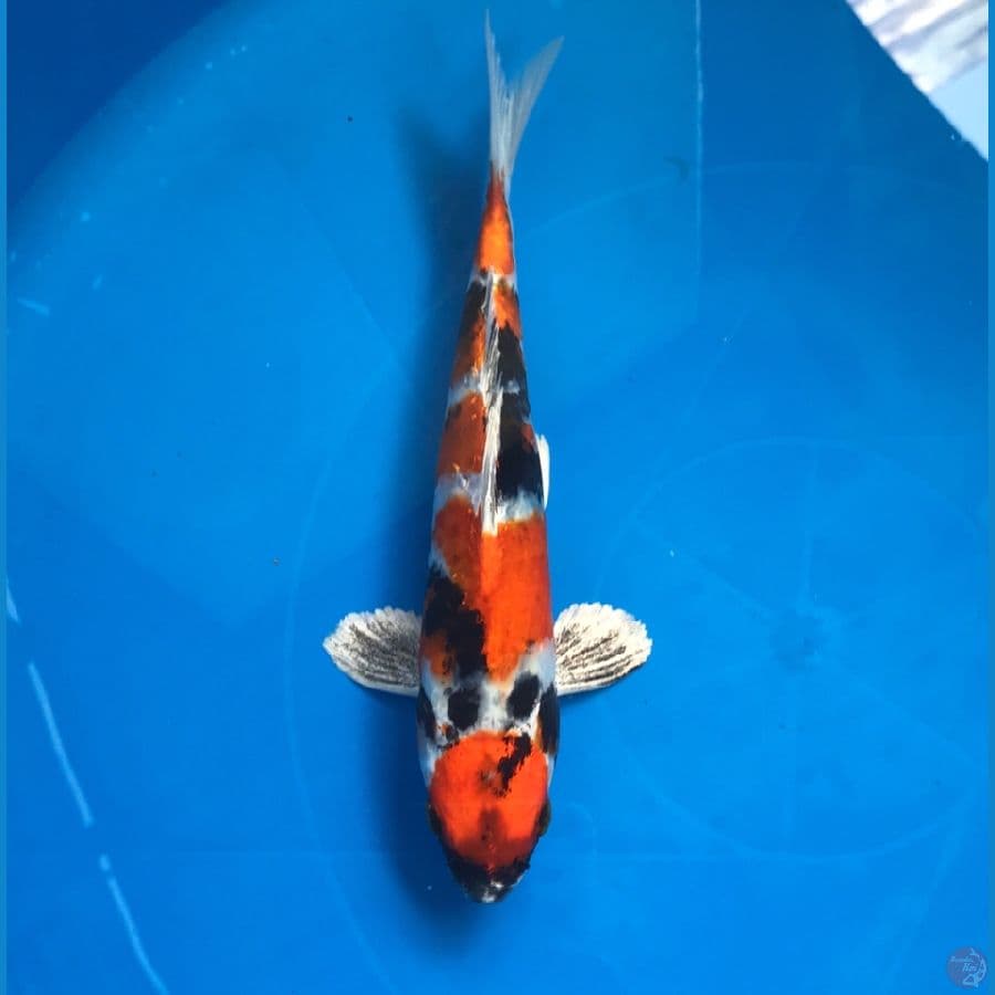 maruten showa hikari 25cm