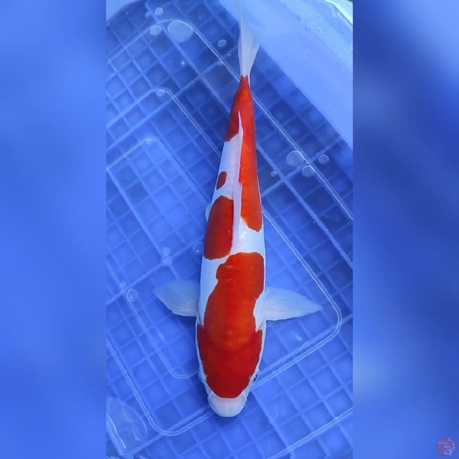 Doitsu Murni Halus 26 cm