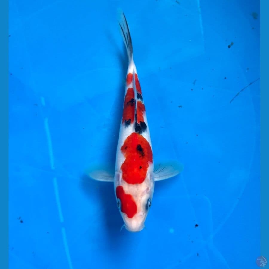sanke 20cm