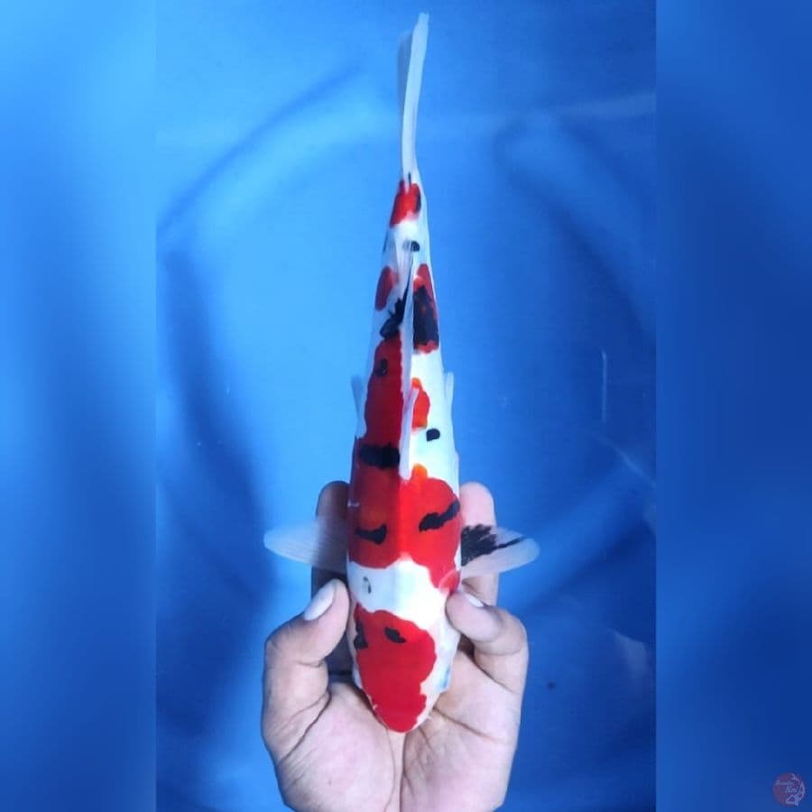 Doitsu Sanke Murni 27 cm / Jantan
