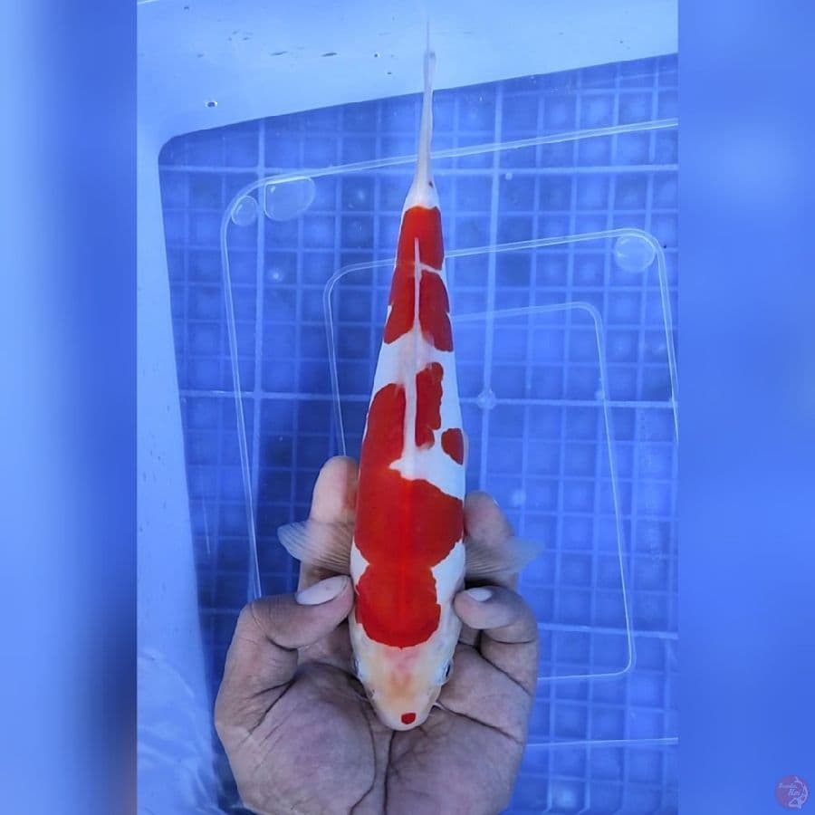 Doitsu Kohaku Super Mantap 25 cm