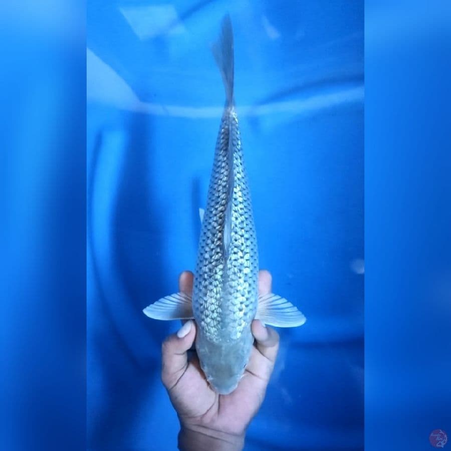 Black Diamond Ginrin 34 cm
