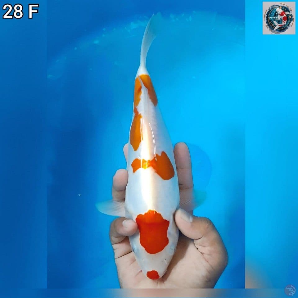 1. Doitsu Murni 28cm Betina