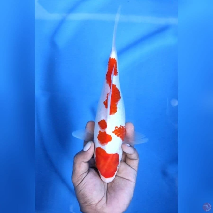 Kohaku Ginrin Original 27 cm