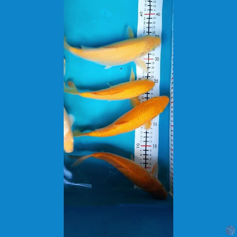 caramel, corn karasi 20-25cm 6ekor
