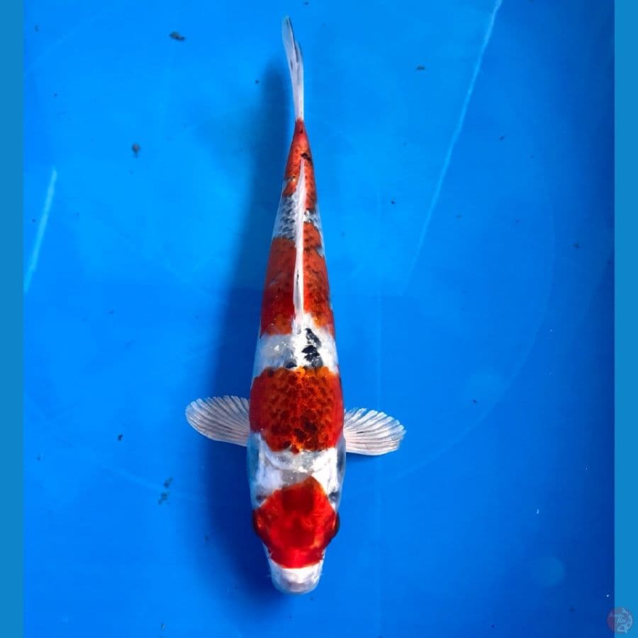 sochikubai 24cm