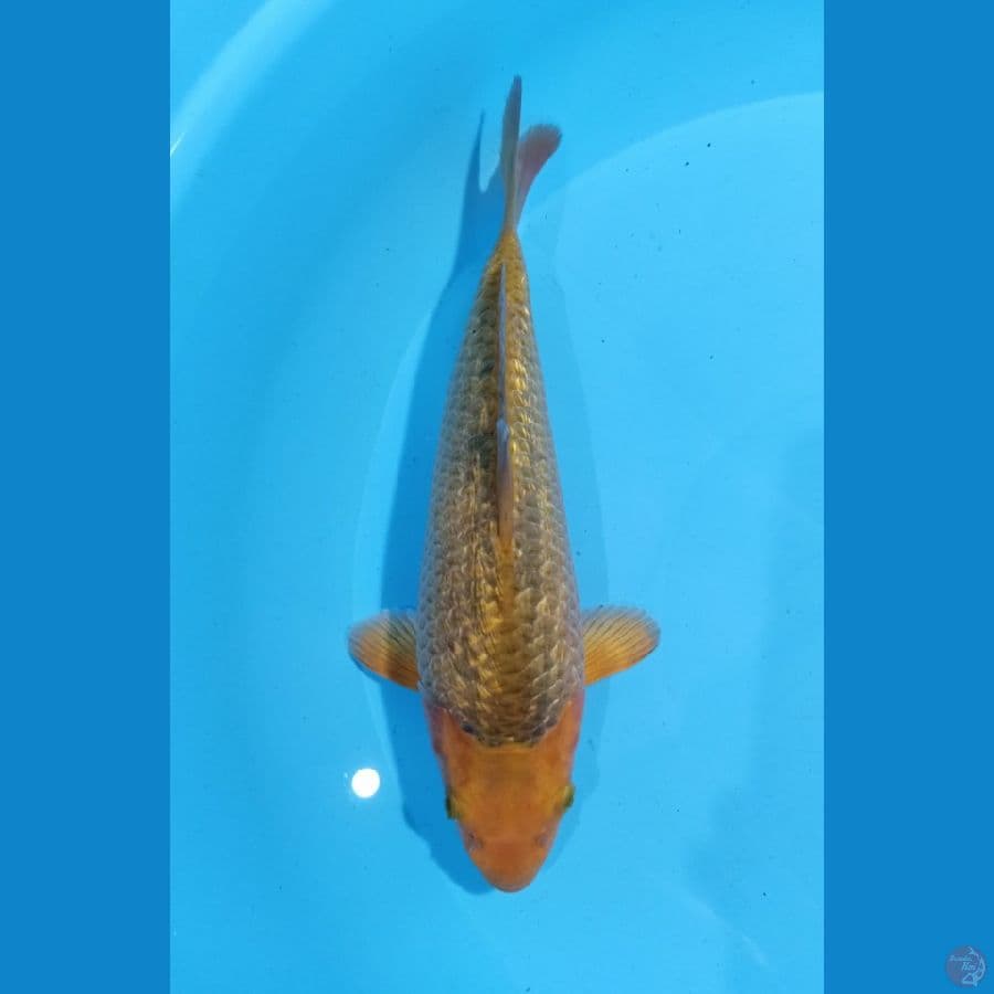 CARAMEL GINRIN 25CM MALE° Madina Aziz
