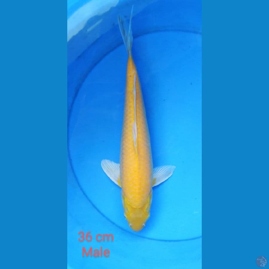 karashi mt mrh male 36 cm