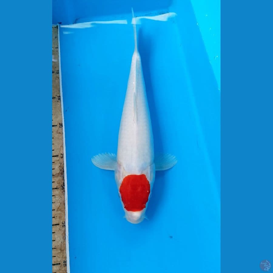 Tancho 34cm
