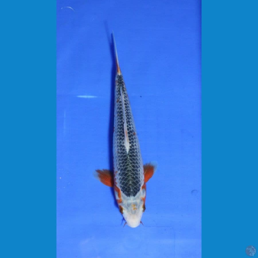 ASAGI MALE 25CM