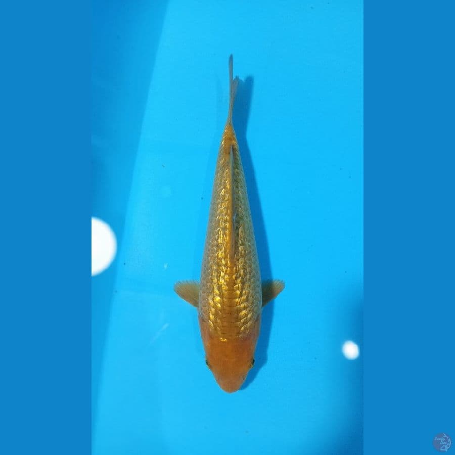 CARAMEL GINRIN 23CM MALE° BREDD MADINA