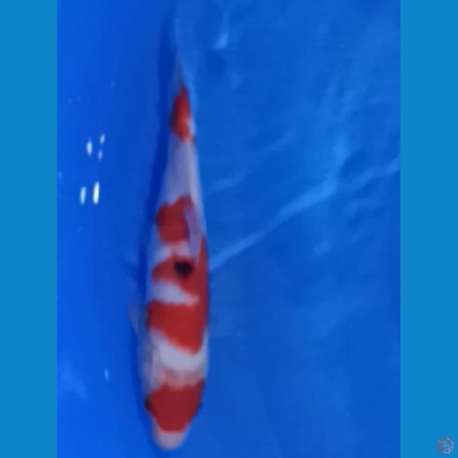 Maruten Sanke F1 Momotaro 25cm