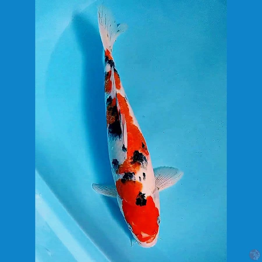 36 cm sanke sakura fm