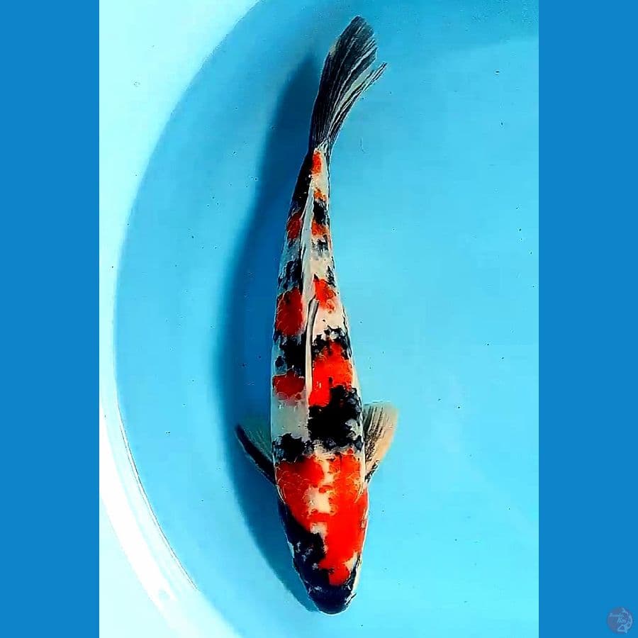 33 cm showa sansoku