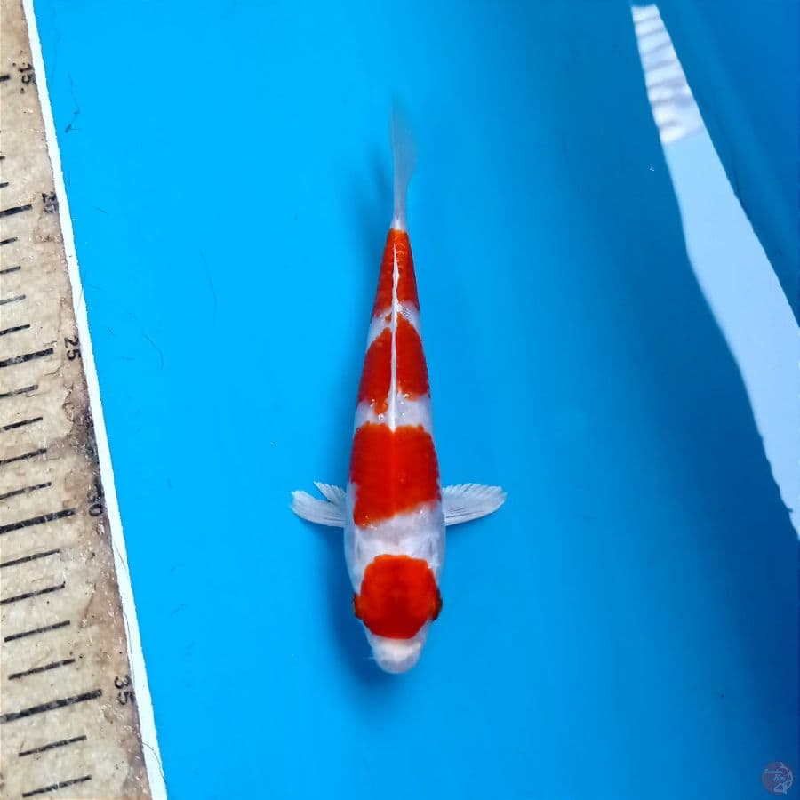 akura ogon, 16 cm