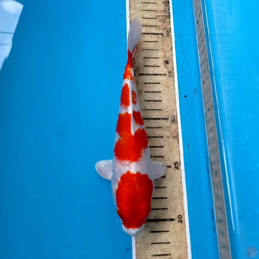 sakura ogon, 20 cm