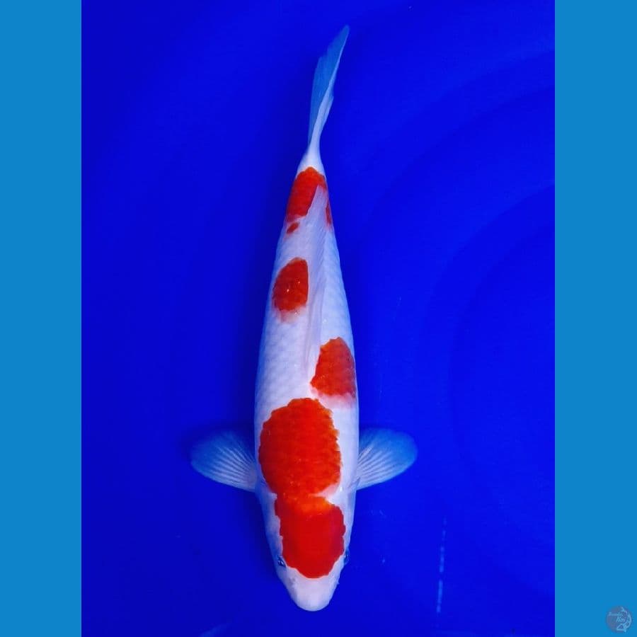 kohaku 35cm female