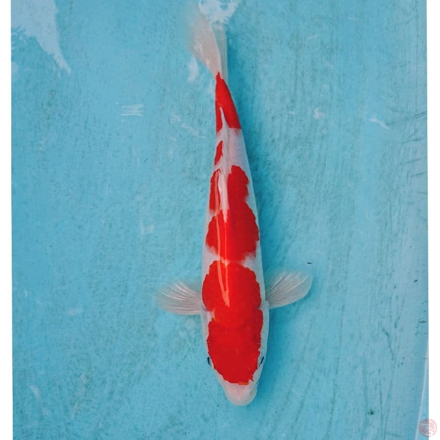 KOHAKU 26 CM