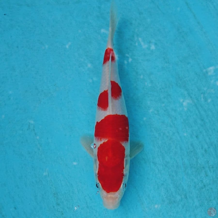 KOHAKU 21 CM
