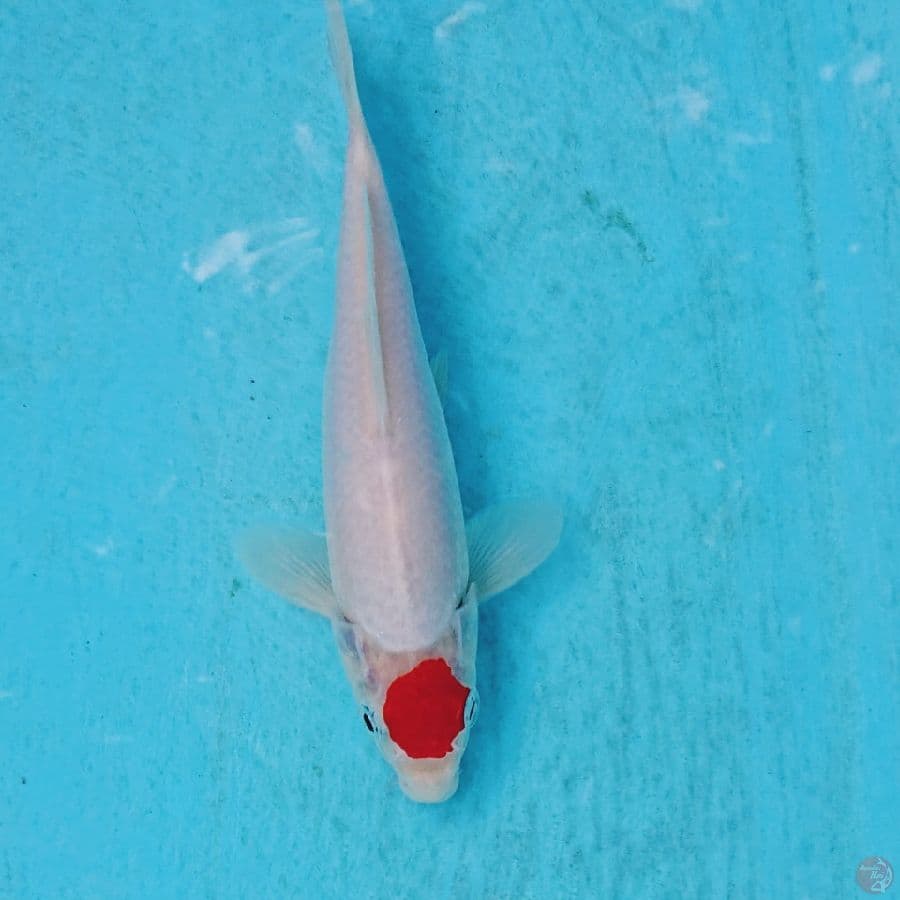 TONCHO KOHAKU ORI 19 CM