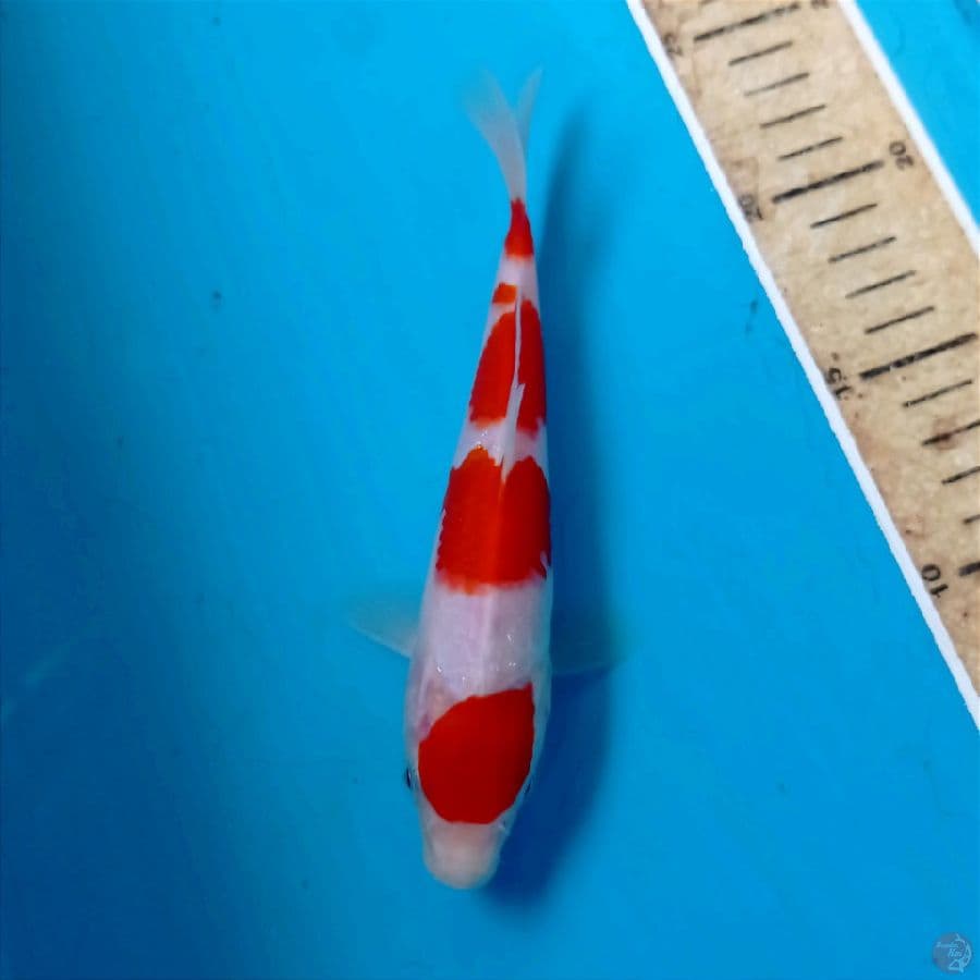 kohaku, 18 cm