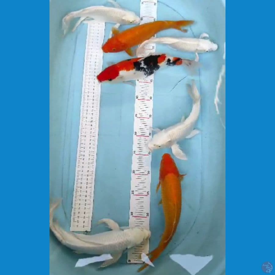 mix 25-30cm 7ekor
