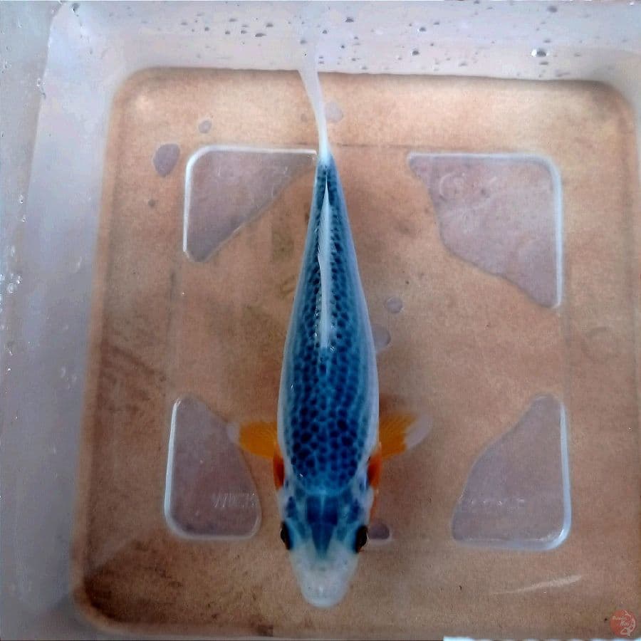 asagi, 15 cm