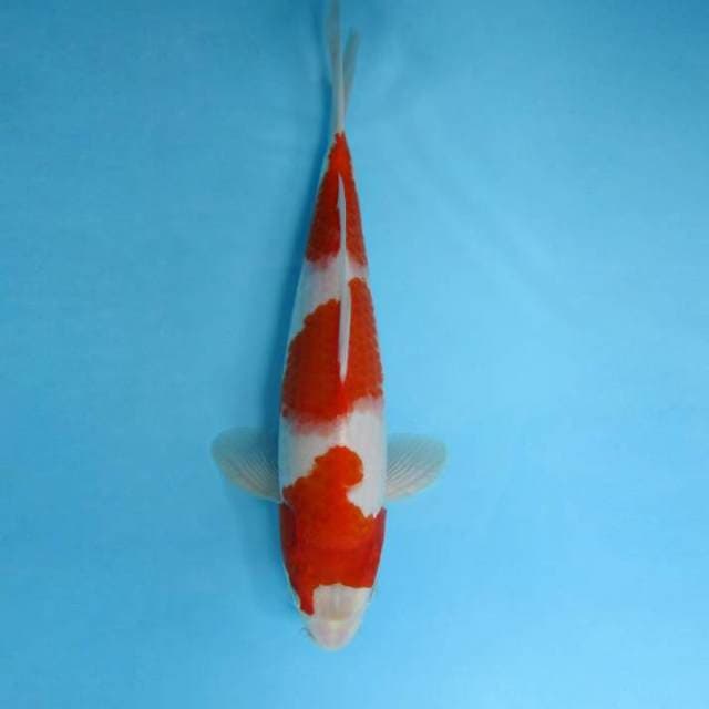 AKAI 3 - KOHAKU 3 STEPS